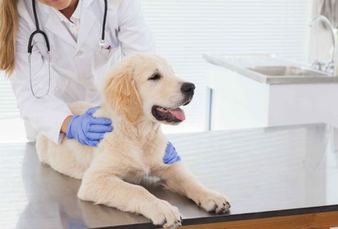 ДНК-тесты на врожденные заболевания у собак | GenEra, ООО